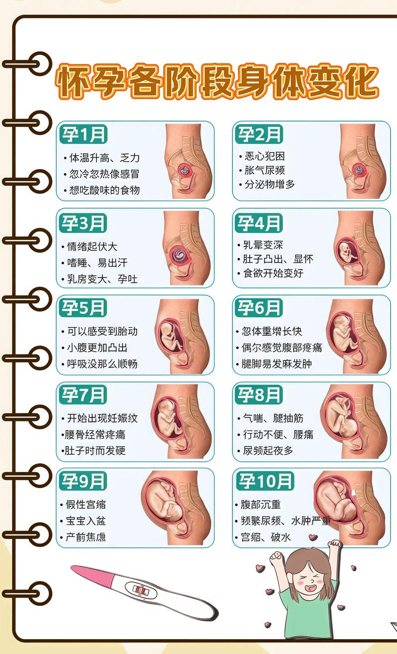 揭秘供卵代孕妈妈怀孕小腹分两节，孕期变化的奥秘莆田代生机构: